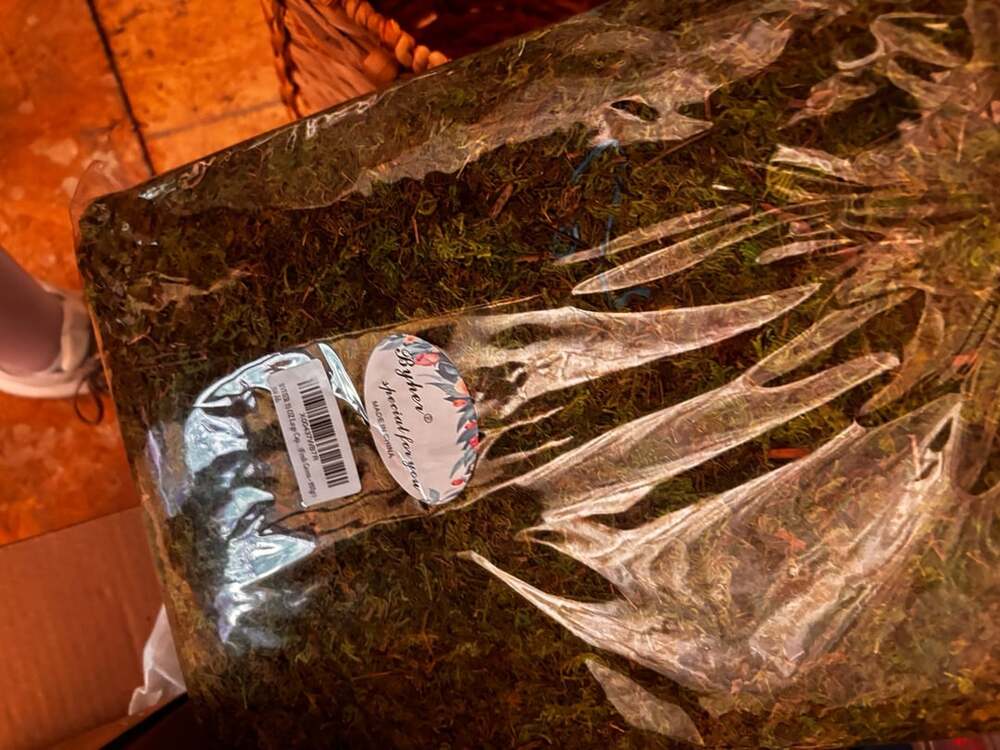 Byher 35 OZ Large Cap Fresh Green Preserved Moss